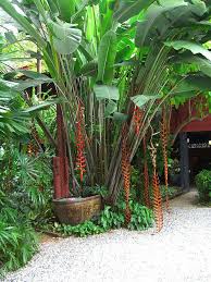 Tropical Garden Courtyard Tropical Garden Design Small Tropical Gardens Tropical Landscaping