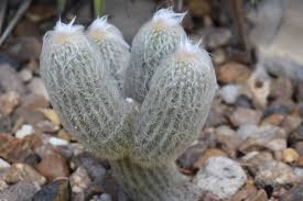 Image result for Cephalocereus