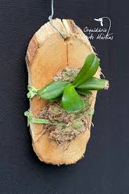 Image result for Aerangis appendiculata