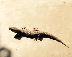 Many of these prohibitions constitute taboos. Lizards Offer Wealth Of Benefits The Mercury News