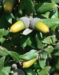 Encina, Carrasca - Quercus ilex