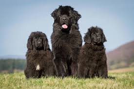 Here are they time stamps for. Newfoundland Puppies For Sale Akc Puppyfinder