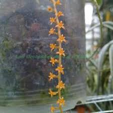 Image result for Chamaeangis