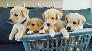 Teddy bear puppies for sale. 11 Questions You Need To Ask Before Buying A Goldador Animalso