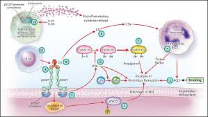 The Pathogenesis Of The Antiphospholipid Syndrome Nejm