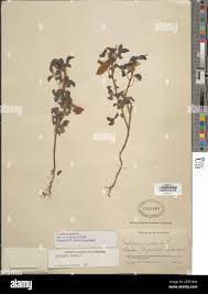 Image result for Crotalaria pallidicaulis