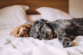 Love your pets coupons, deals and promo codes. Flea And Tick Drops Printable Coupon New Coupons And Deals Printable Coupons And Deals