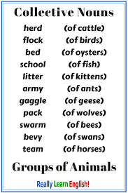 Collective Nouns Group Nouns