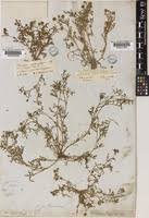 Image result for Grangea anthemoides