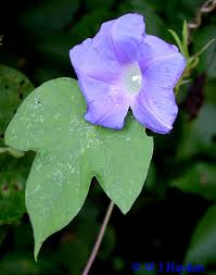 Image result for Ipomoea nil
