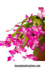 If you're unsure whether your cacti are in good condition or not. Christmas Cactus Problems And How To Fix Them Sunny Home Creations