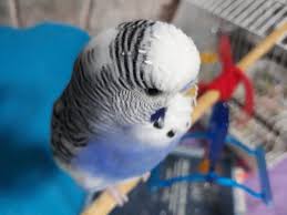 Pin By Creative Diys And All On Parakeet Muhabbet Kuslari Ve Kucuk Papaganlar Budgies Animals Pets