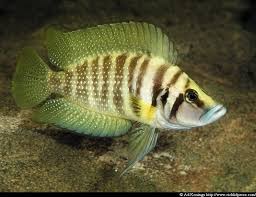 Calvus Cichlid Yellow Altolamprologus Calvus Cichlids African Cichlids African Cichlid Aquarium
