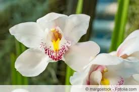 Kleine braune fleckentiere auf meinen orchideenblüten haus. Orchideen Krankheiten An Blattern Und Bluten Gartenlexikon De