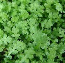 Image result for Salacia leptoclada