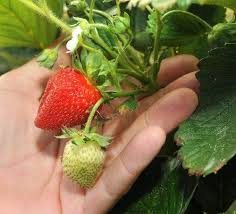 A few tips to protect your plants from May frost