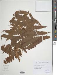 Image result for Blotiella currorii