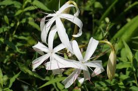 Image result for Justicia incana