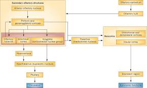 Image result for Drug-Induced Olfactory Dysfunction