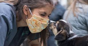 The year of the dog: Chapter 8 Tales From The Covid 19 Front Lines Today S Veterinary Business