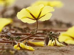 Image result for Tribulus zeyheri