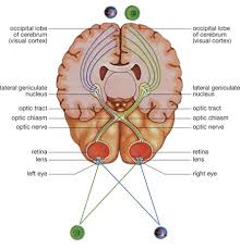 A Diagram Of The Eyes Optic Nerves And Parts Of The Human Brain Involved In Sight Is Shown Evident In The Diagr Diagram Of The Eye Optic Nerve Visual Cortex