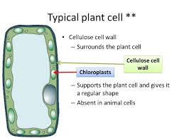 What is a plant cell. Cells The Building Blocks Of Life What Is A Cell Basic Unit Of All Living Things Fully Alive Capable Of Reproduction And Respiration Many Chemical Ppt Download
