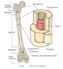 They grow primarily by elongation of the diaphysis, with an epiphysis at each end of the growing bone. Parts Of A Long Bone