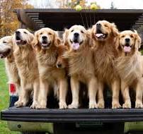 Golden Retriever Experience®