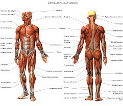 muscle diagram free large images