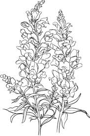 We did not find results for: Antirrhinum Majus Or Common Snapdragon Coloring Page Flower Drawing Snapdragon Flowers Flower Art Drawing