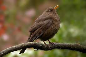 Zum aussehen, zur bestimmung und zur beschreibung der amsel zeige ich euch einige bilder. Die Amsel Lebensraum Nahrung Brutverhalten Grosse Alter