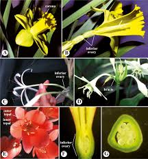 Image result for Amaryllidaceae