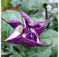 This is a form of nightshade & is toxic to animals & children but what an eyecatcher!!! Datura Plant Ballerina Purple