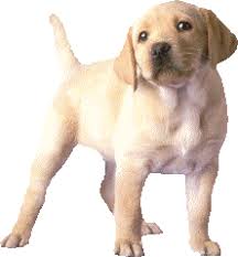 Golden retriever funny animation gif. Golden Retriever Animierte Bilder Gifs Animationen Cliparts 100 Kostenlos