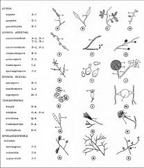 2 19 classification of fungi