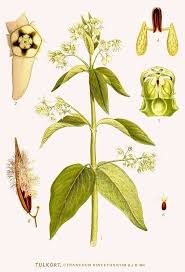 Image result for Cynanchum ledermannii