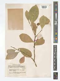 Image result for Suregada procera