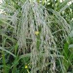 Image result for Eragrostis japonica