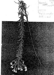 Image result for Vernonia stenocephala