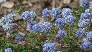 Image result for Ficalhoa laurifolia