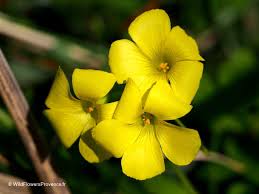 Image result for Oxalis pes-caprae