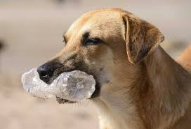 Maybe you would like to learn more about one of these? Diy Homemade Dog Toys With Water Bottles