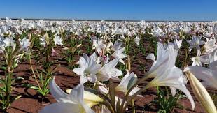 Image result for Crinum paludosum