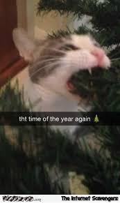 23 Holiday Animal Memes As A Forewarning Of What S To Come And To Bring You Jo Lustige Bilder Von Tieren Lustige Katzen Katzenhumor