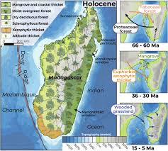 Image result for Sclerodactylon macrostachyum