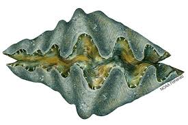 Image result for Tridactyle stevartiana