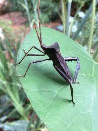 Leaf Footed Bug Acanthocephala Declivis Leaf Footed Bug Common Birds Animals