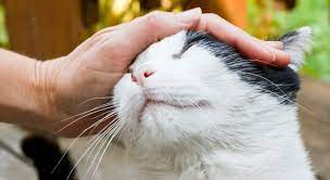 How to tame a feral kitten scared kitten socialization checklist love these cats in 2020 feral kittens kitten kittens. 6 Steps To Taming A Semi Feral Cat Mrfrs The Merrimack River Feline Rescue Society