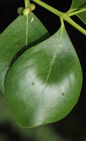 Image result for Pleurostylia capensis